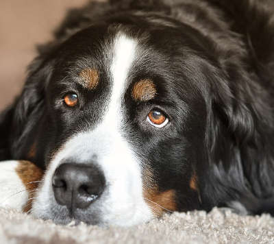 Dog haircut grooming services