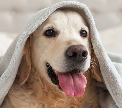 Dog bath pet grooming