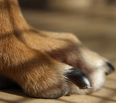 Pets Nail trimming services Peninsula