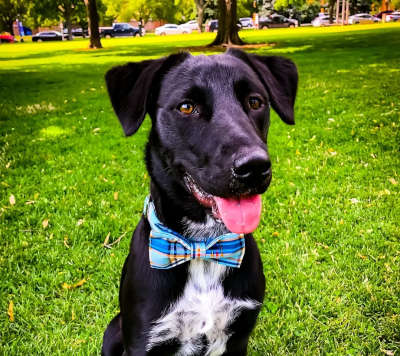 Dog VIp grooming services Peninsula