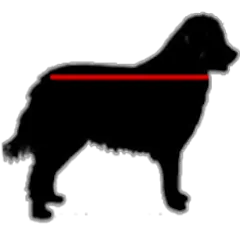 X-Large dog 20 inches or Above X-Large dog 20 inches or Above